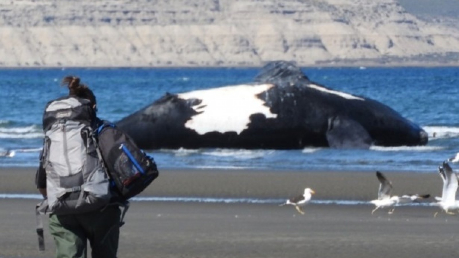 Los animales fueron hallados en diferentes lugares de la costa